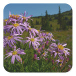 Purple Aster Flowers at Mount Rainier Square Sticker