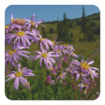 Purple Aster Flowers at Mount Rainier Square Sticker