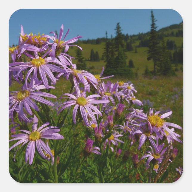 Purple Aster Flowers at Mount Rainier Square Sticker (Front)