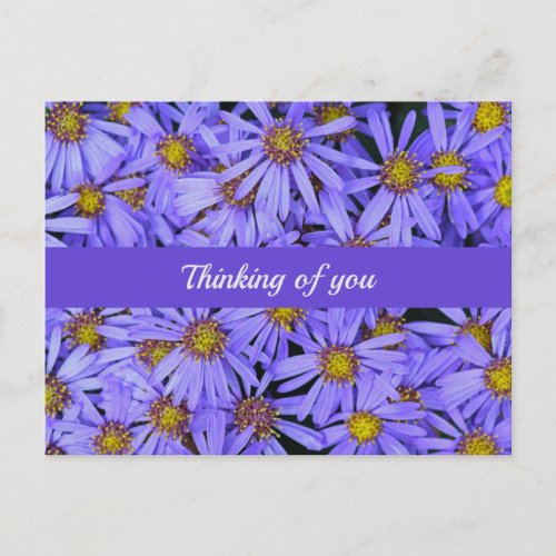 Purple Aster Flowers at RHS Garden Wisley Thinking Postcard