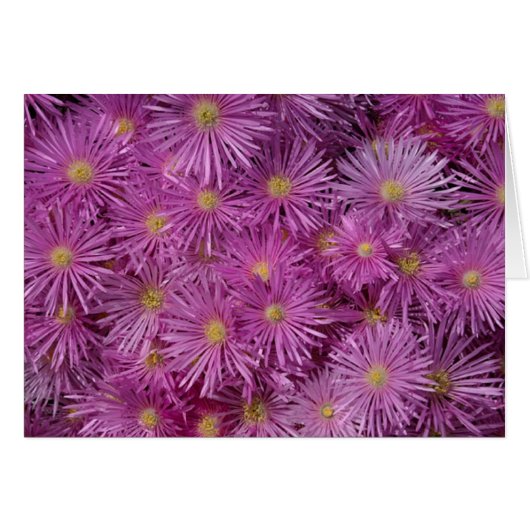 Purple Aster Flowers Cards (Front Horizontal)