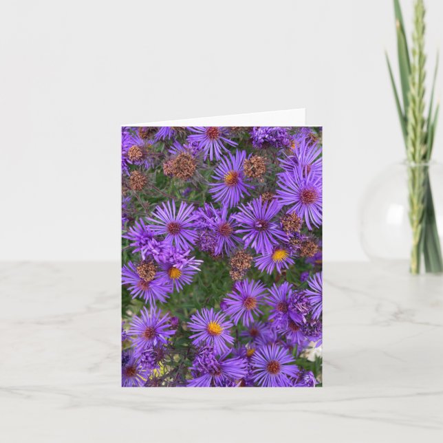 Purple Aster Flowers In A Garden Photograph Card (Front)