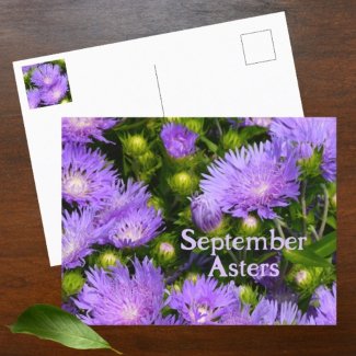 Purple Aster Wildflowers Photographic Floral