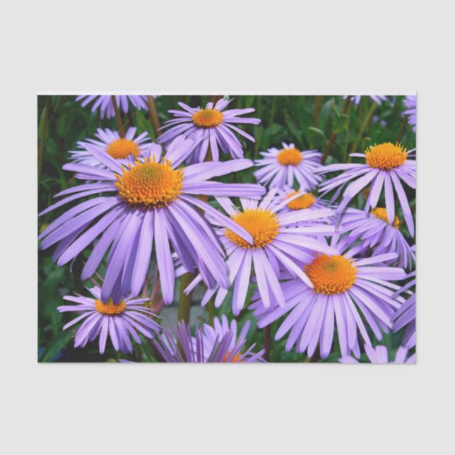 Purple Asters  Tissue Paper (Front)