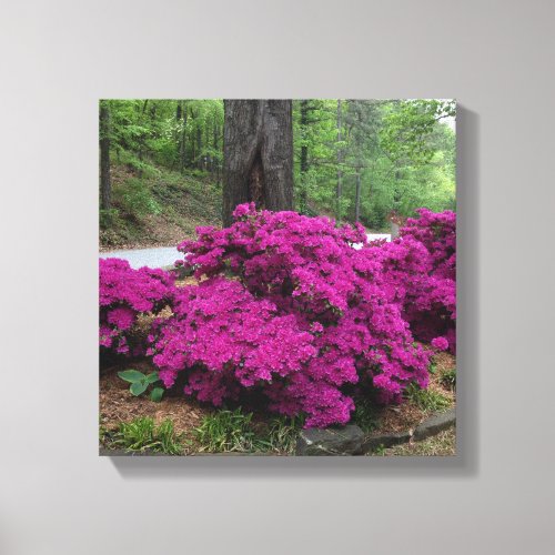 Purple Azalea Bushes in Bloom Canvas Print
