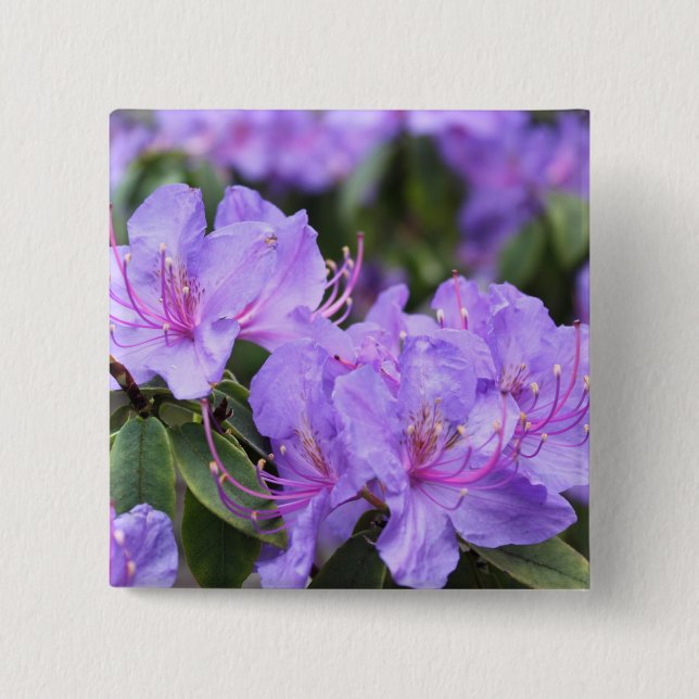 purple  azalea flowers，  杜 鹃 花 button (Front)