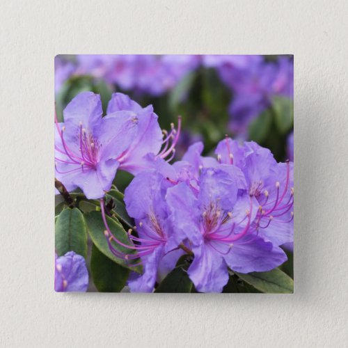 purple  azalea flowers  杜 鹃 花 button