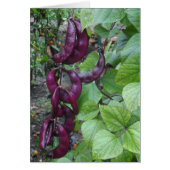 Purple Beans (Front)