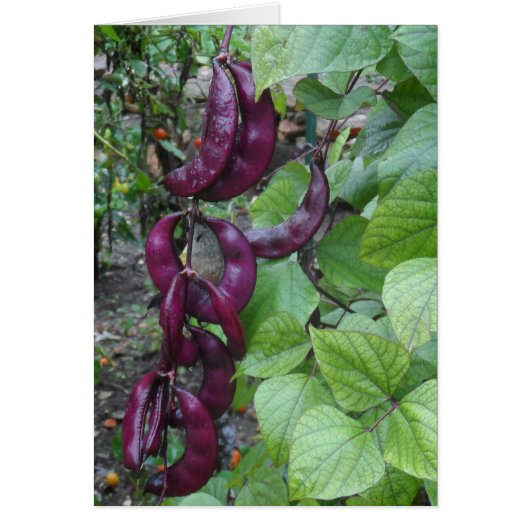 Purple Beans Cards (Front)