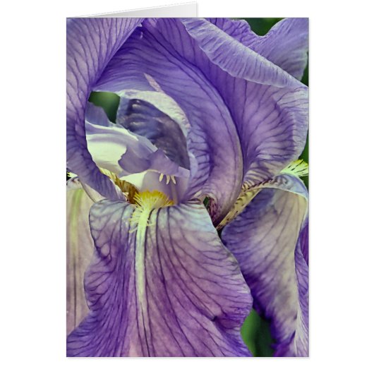 Purple Bearded Iris Cards (Front)