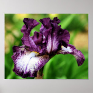 Purple Bearded Iris Close Up Flower Orton Art Poster