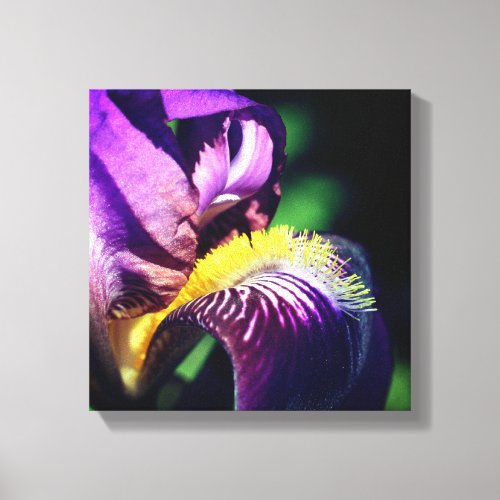 Purple Bearded Iris Flower Petal  Canvas Print