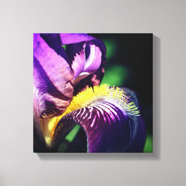 Purple Bearded Iris Flower Petal  Canvas Print (Front)