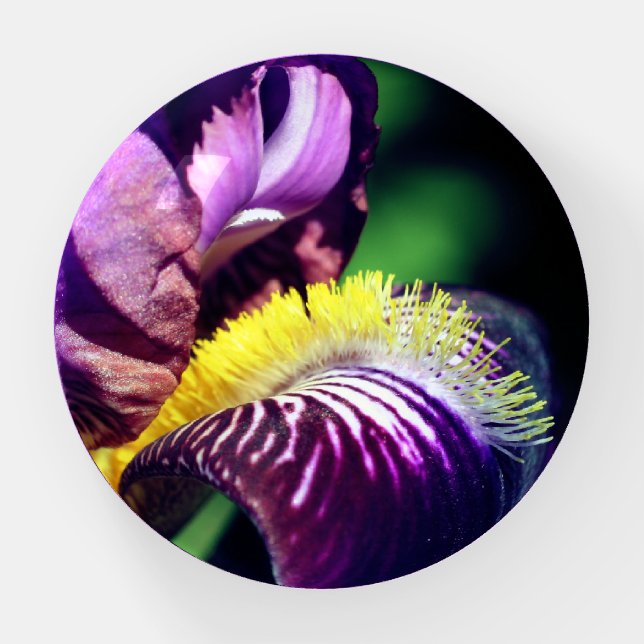 Purple Bearded Iris Flower Petal Close Up  Paperweight (Front)