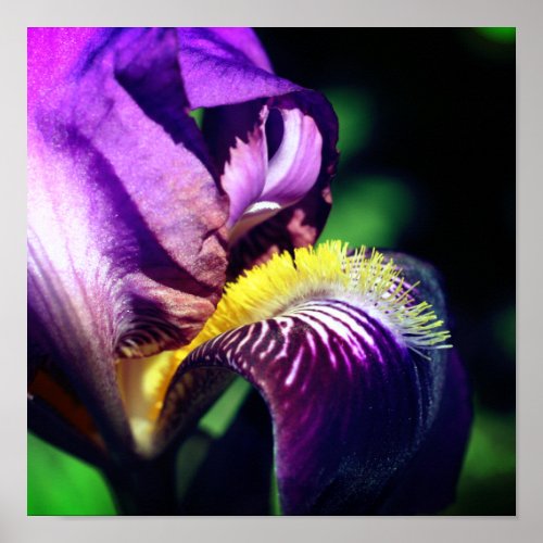 Purple Bearded Iris Flower Petal Close Up Poster