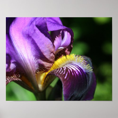 Purple Bearded Iris Flower Petal Poster