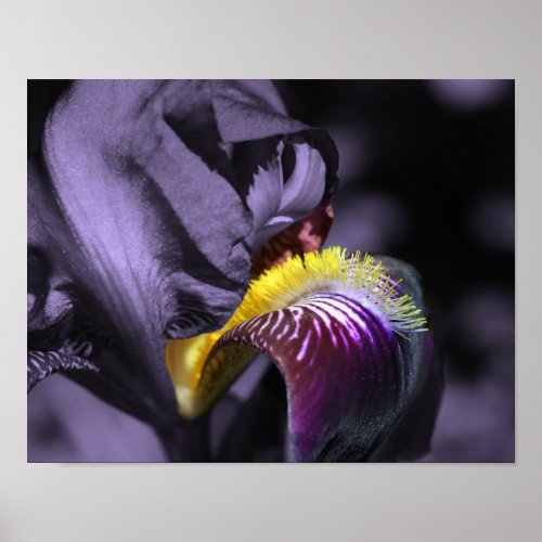 Purple Bearded Iris Flower Petal Poster