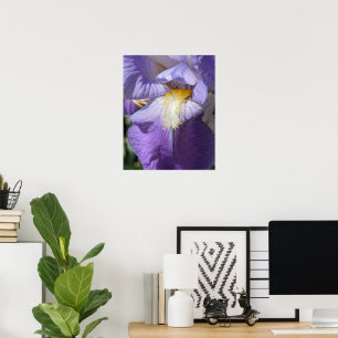Purple Bearded Iris Flower Poster