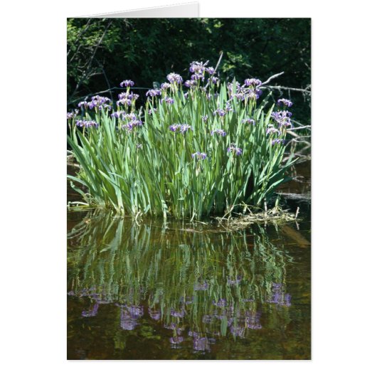 PURPLE BEAUTY (Front)