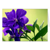 Purple Beauty Flower (5.0) (Front Horizontal)