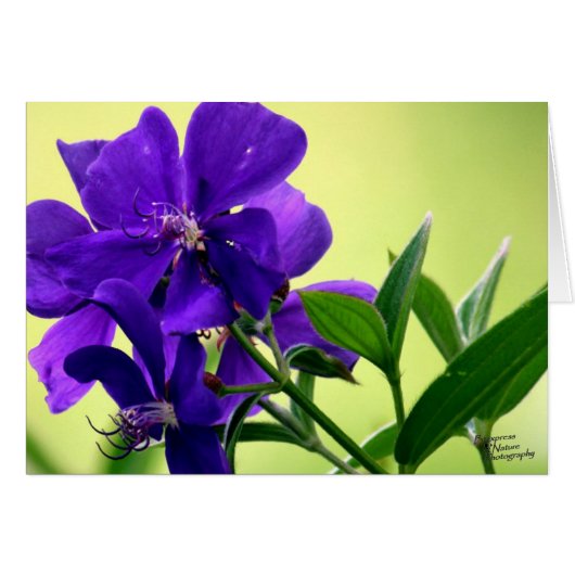 Purple Beauty Flower (5.0) Cards (Front Horizontal)