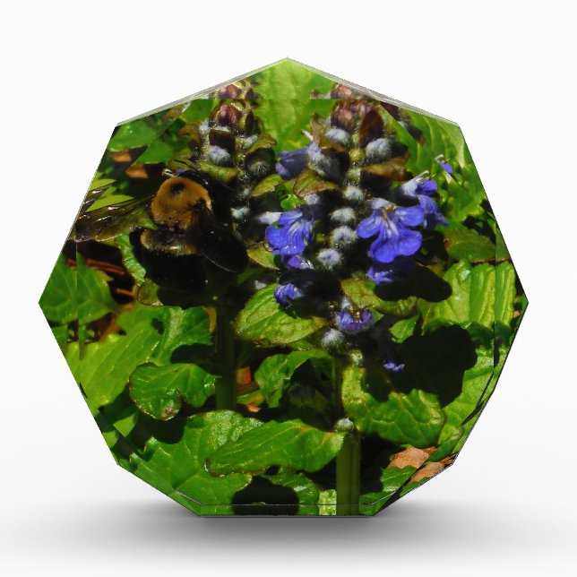 Purple Bee Balm and Bumble Bee Award (Front)