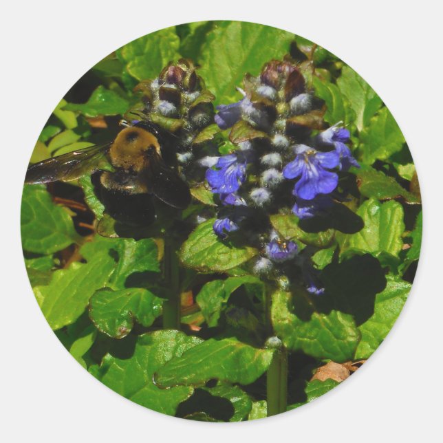 Purple Bee Balm and Bumble Bee Classic Round Sticker (Front)