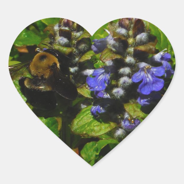 Purple Bee Balm and Bumble Bee Heart Sticker (Front)