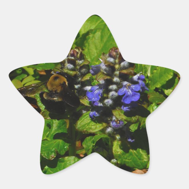 Purple Bee Balm and Bumble Bee Star Sticker (Front)