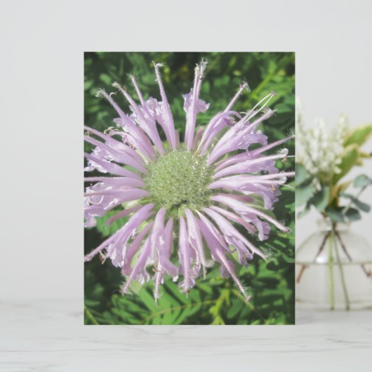 Purple Bee Palm (Standing Front)