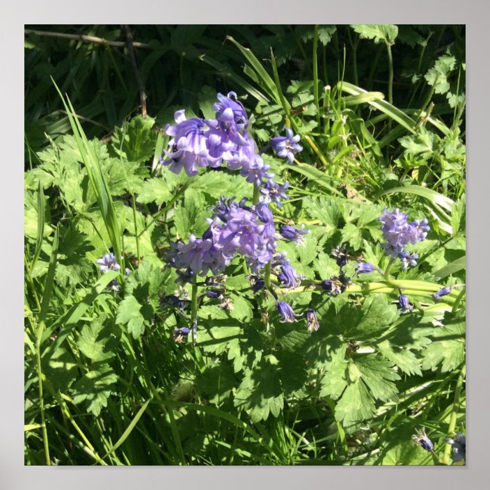 purple bell shaped flowers poster zazzle com purple bell shaped flowers poster zazzle com