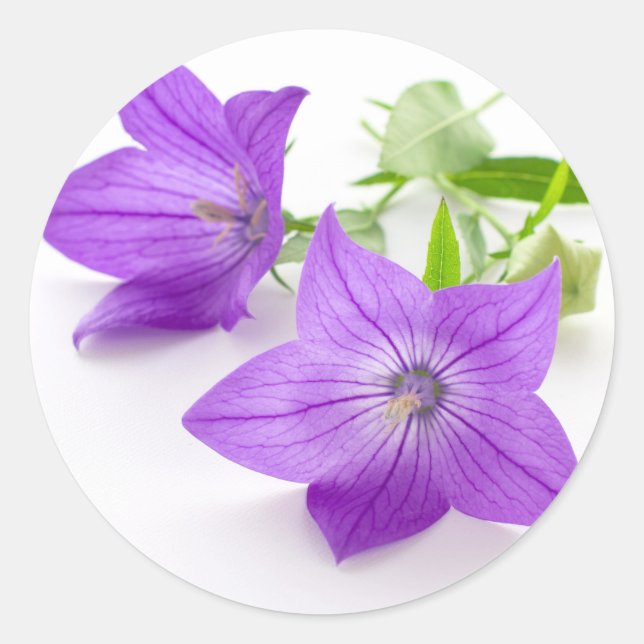 purple bellflowers classic round sticker (Front)