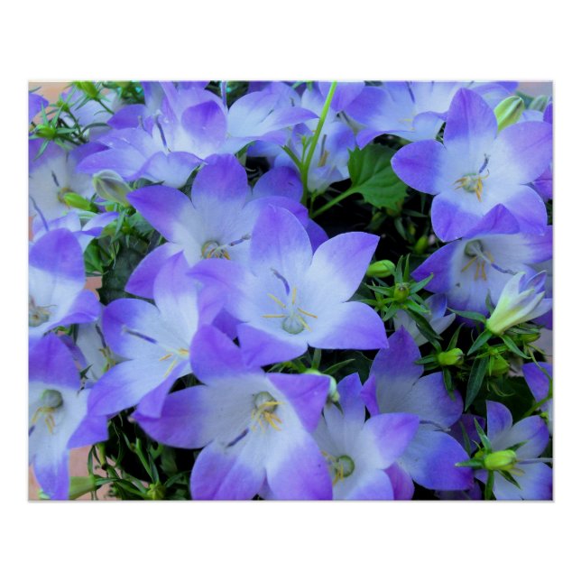 Purple Bellflowers Photograph Poster (Front)