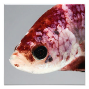 Purple Betta Fish Head Photo Print