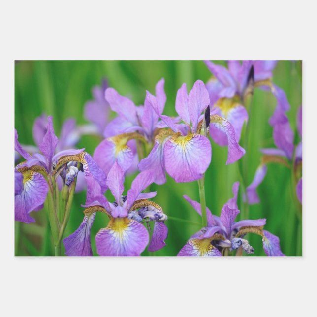 Purple Blooming Iris Flowers  Wrapping Paper Sheets (Front)