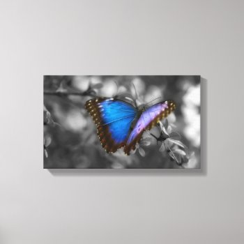 Purple Blue Butterfly Canvas Print by Wilderzoo at Zazzle