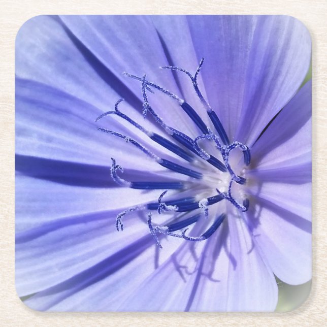purple blue chicory square paper coaster (Front)