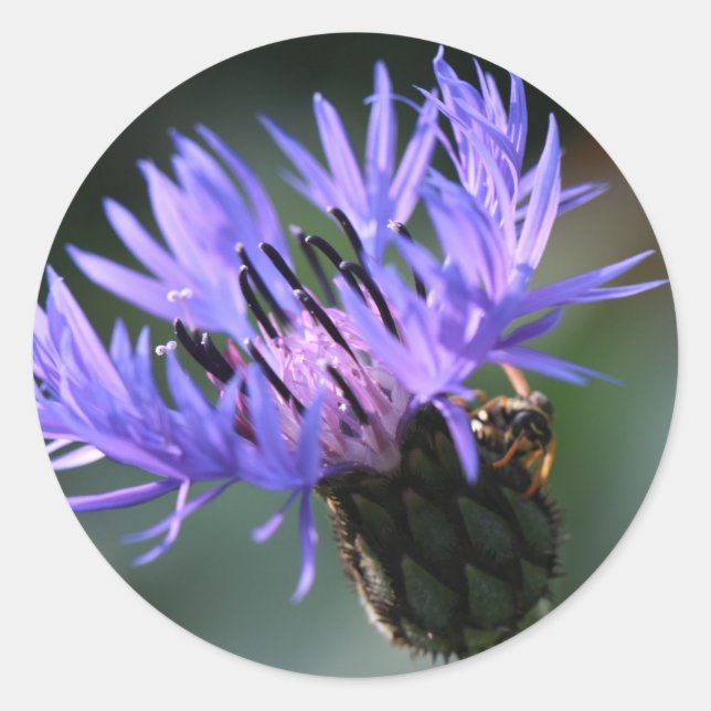 Purple Blue Cornflower Wedding Gift Sticker (Front)