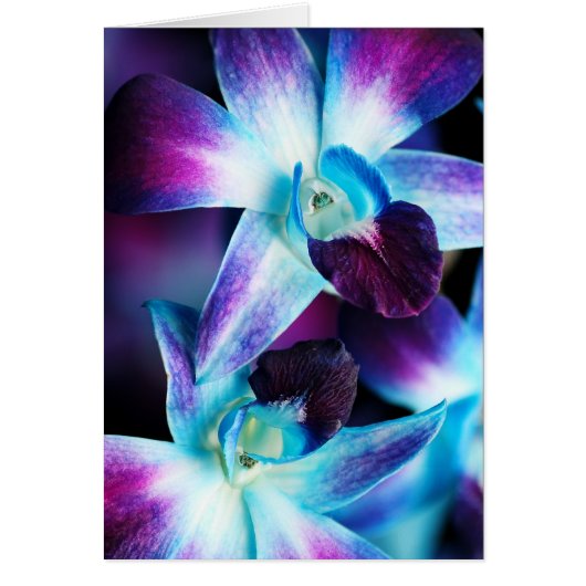 Purple & Blue Dendrobium Orchid Customized Orchids Cards (Front)