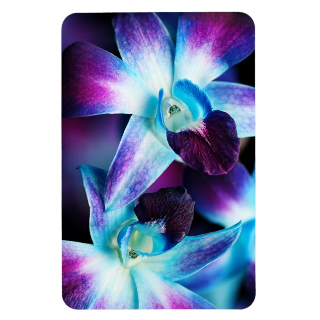 Purple & Blue Dendrobium Orchid Customized Orchids Magnet (Vertical)