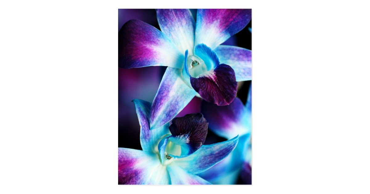 Purple Blue Dendrobium Orchid Customized Orchids Postcard Zazzle Com