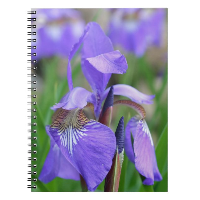 Purple Blue Flag Iris Flower Nature Notebook (Front)