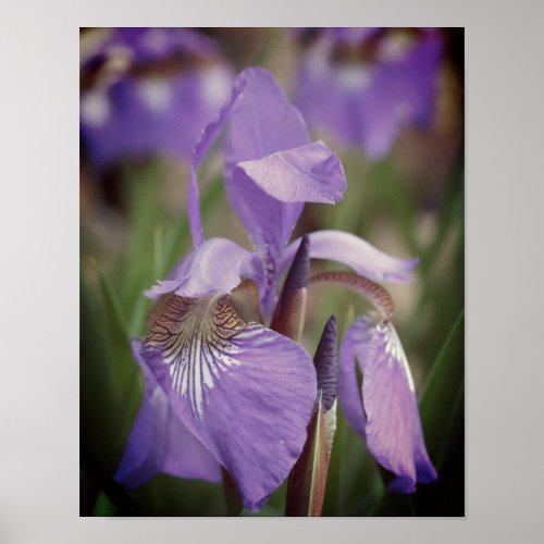 Purple Blue Flag Iris Flower  Poster