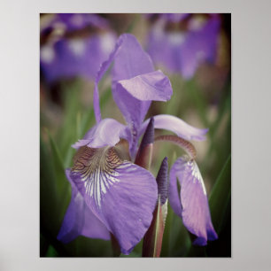 Purple Blue Flag Iris Flower Tinted Poster
