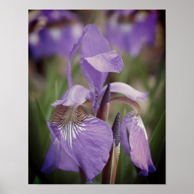 Purple Blue Flag Iris Flower Tinted Poster (Front)
