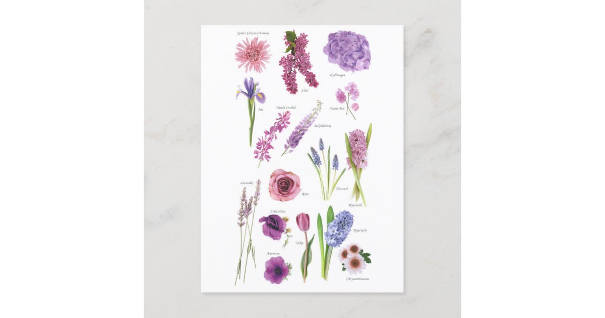 Purple Blue Flowers Postcard
