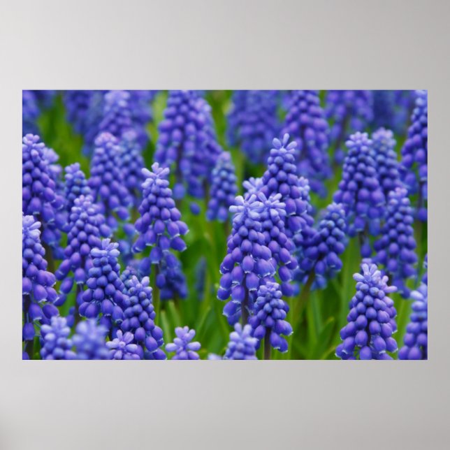 PURPLE BLUE GRAPE FLOWERS NATURE GRASS BEAUTY SCEN POSTER (Front)