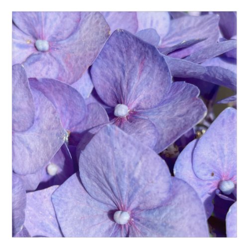 Purple Blue Hydrangea Flower Photography Acrylic Print