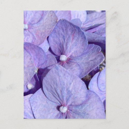 Purple Blue Hydrangea Flower Photography Postcard