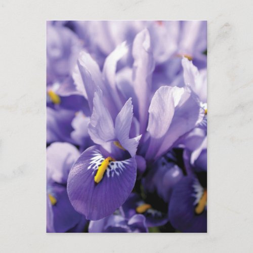 PurpleBlue Iris Flowers Photograph Postcard